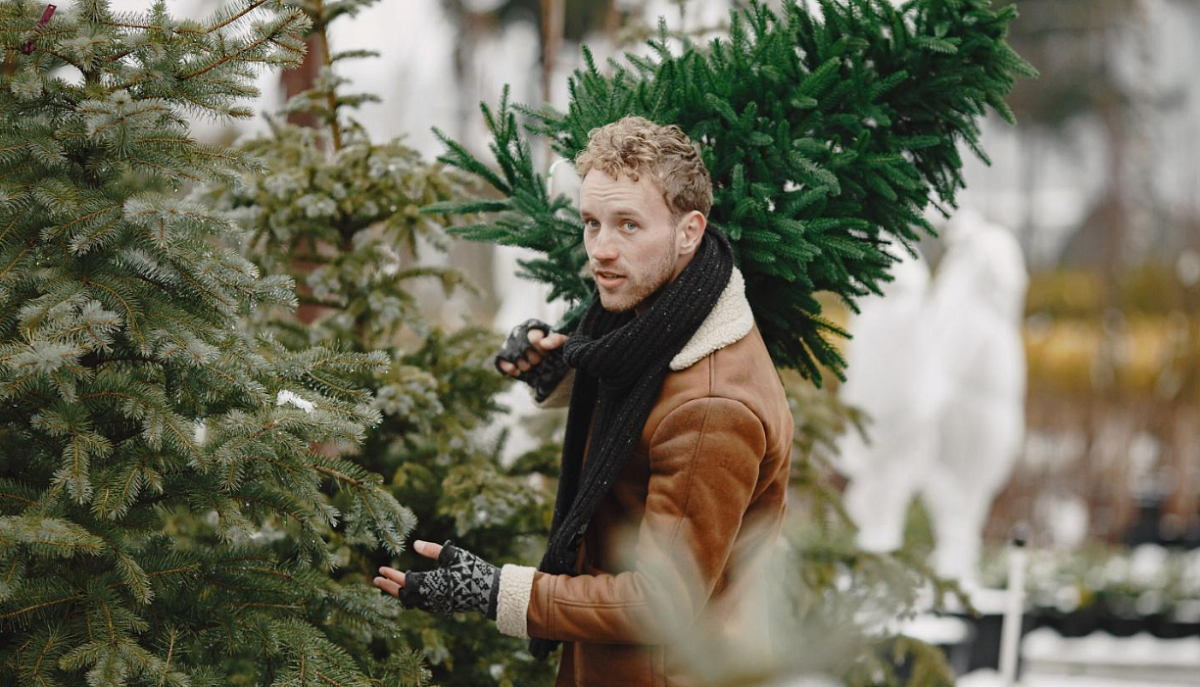 В Ленобласти можно до 10 января бесплатно забрать домой новогоднюю ёлку
