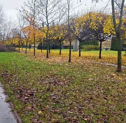 Аномальное тепло и дожди пришли в Петербурге после праздников