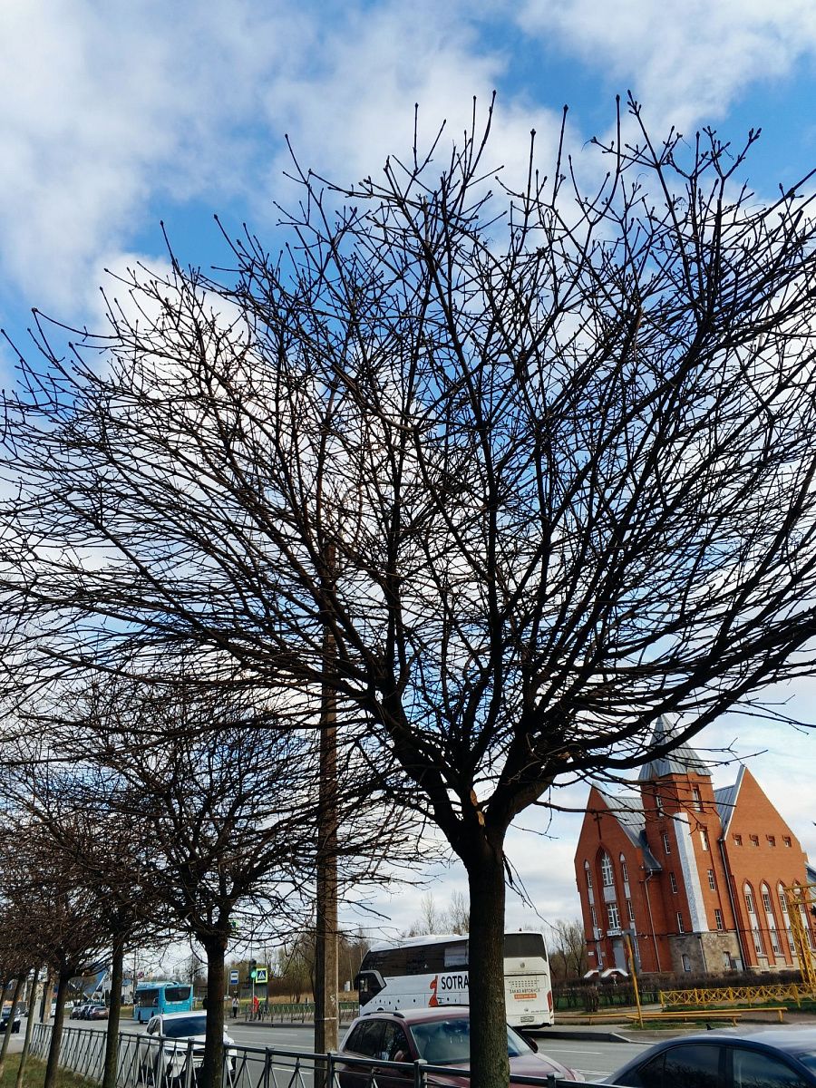 В Петербурге в четверг будет солнечно, ветрено и холодно
