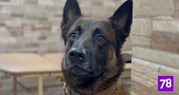 Пропавшего в Петербурге пятилетнего мальчика нашла бельгийская овчарка