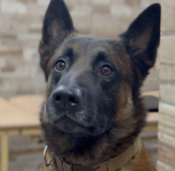 Пропавшего в Петербурге пятилетнего мальчика нашла бельгийская овчарка