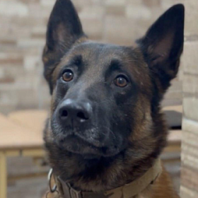 Пропавшего в Петербурге пятилетнего мальчика нашла бельгийская овчарка