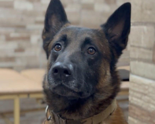 Пропавшего в Петербурге пятилетнего мальчика нашла бельгийская овчарка