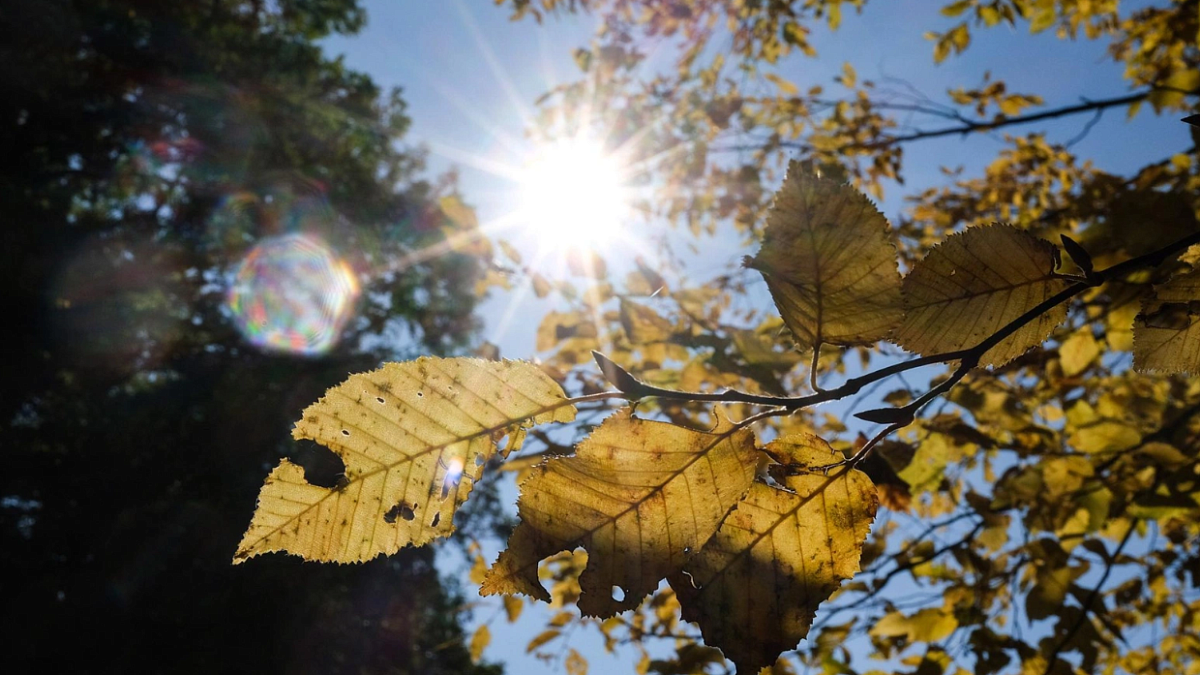 Солнце в Петербурге светило в октябре только 18 дней