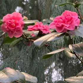 Ботанический сад предложил гостям полюбоваться на цветущие камелии