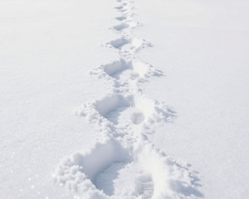 Группа из семи туристов пропала на Камчатке