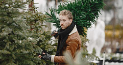 В Ленобласти можно до 10 января бесплатно забрать домой новогоднюю ёлку