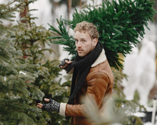 В Ленобласти можно до 10 января бесплатно забрать домой новогоднюю ёлку