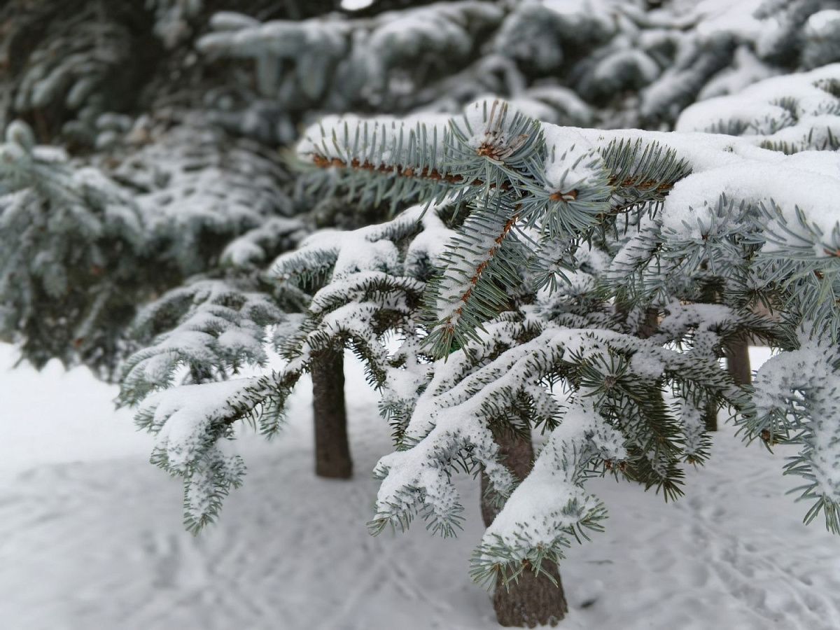 В Петербурге ожидается облачная погода, без осадков