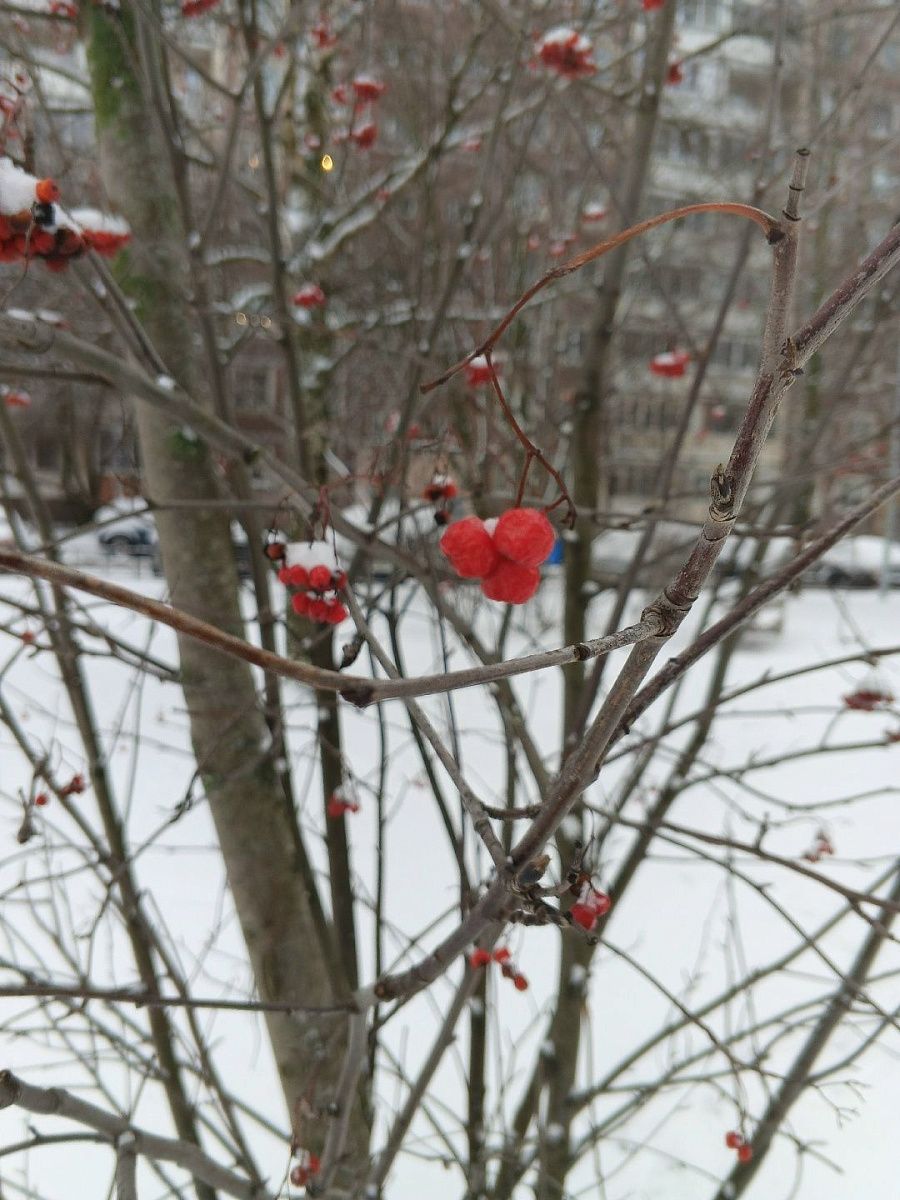 Снег и небольшой «минус»: синоптик — о погоде в Петербурге 2 января