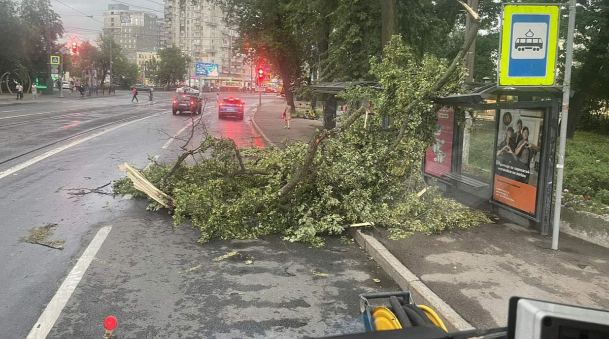 В Петербурге за неделю из-за непогоды повалило 600 деревьев