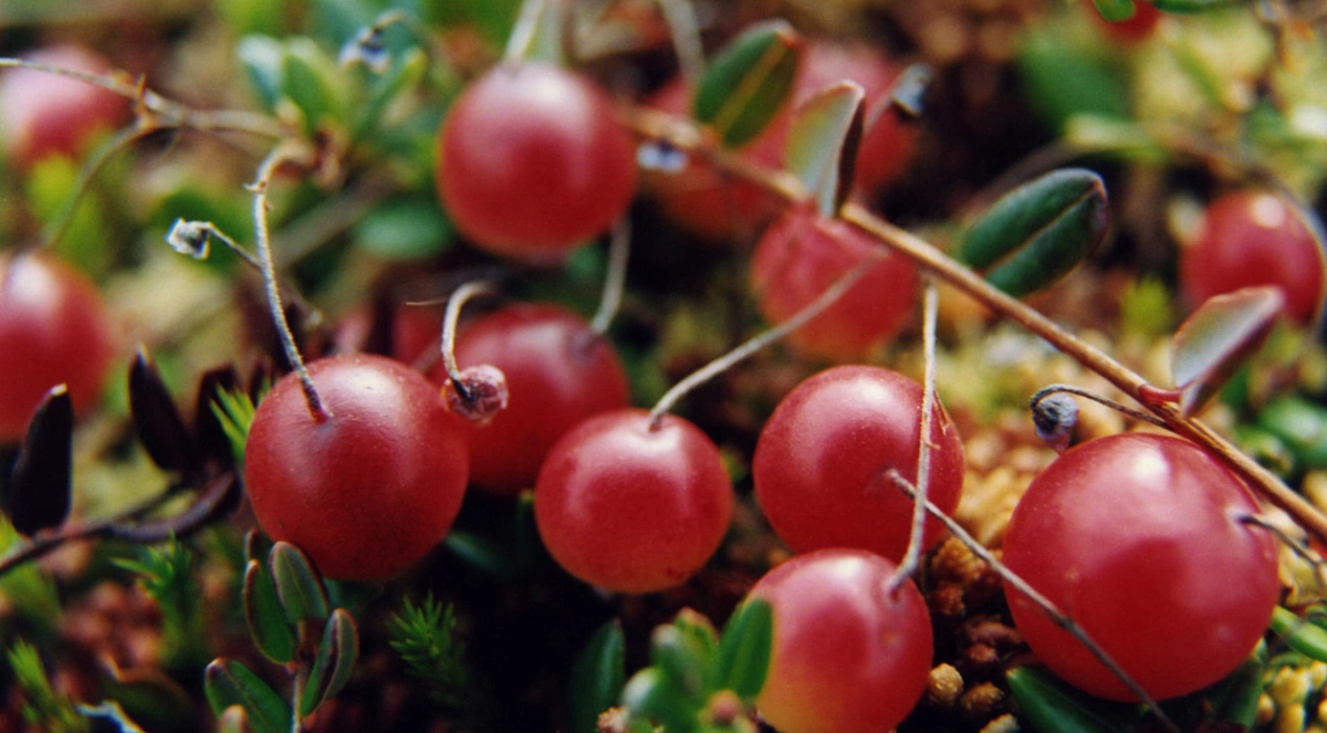 Нутрициолог назвала самые полезные осенние ягоды для укрепления здоровья