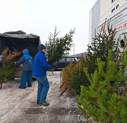 Акции «Ёлки в щепки» — 6 лет