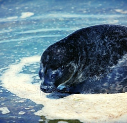 Неформальным символом Петербурга может стать тюлень