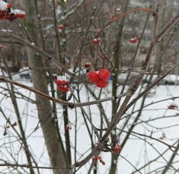 Снег и небольшой «минус»: синоптик — о погоде в Петербурге 2 января Снег и небольшой «минус»: синоптик — о погоде в Петербурге 2 января